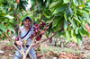 Study co-author Marlon Ac-Pangan visits a cacao farm in Lachua region, Guatemala